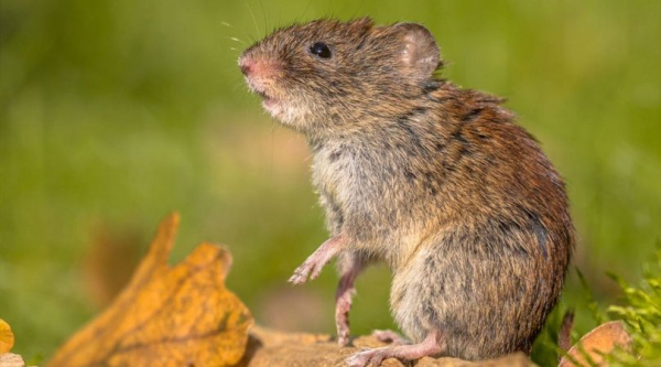 Hantavirus: Todo lo que tenes que saber