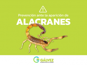 Alacranes: Recomendaciones, Prevención y más datos útiles